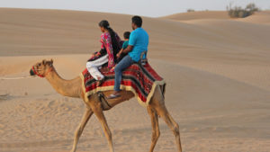 An expat family camel riding in UAE